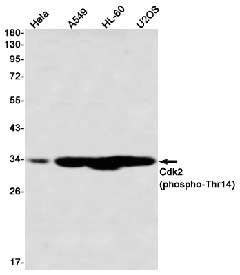 1 - Phospho-CDK2 (Thr14) Rabbit mAb AP76329