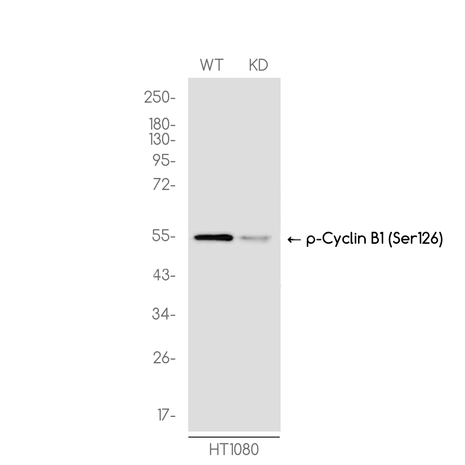 1 - [KD]Phospho-Cyclin B1 (Ser126) Rabbit mAb AP76330