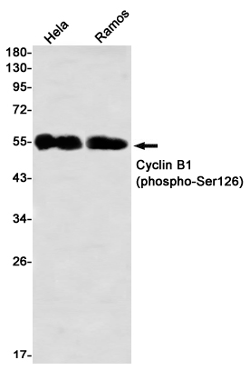 0 - [KD]Phospho-Cyclin B1 (Ser126) Rabbit mAb AP76330