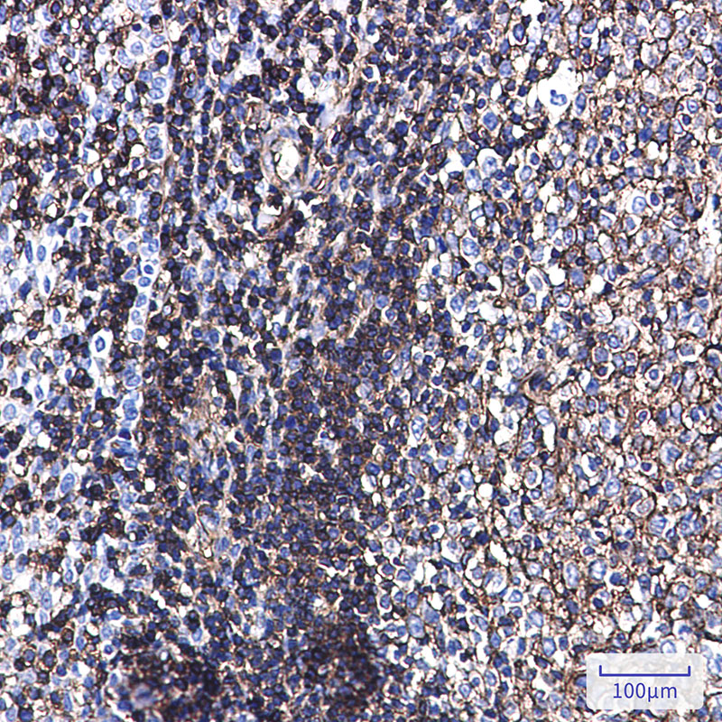 0 - Phospho-Ezrin/Radixin/Moesin (Thr567/Thr564/Thr558) Rabbit mAb AP76338