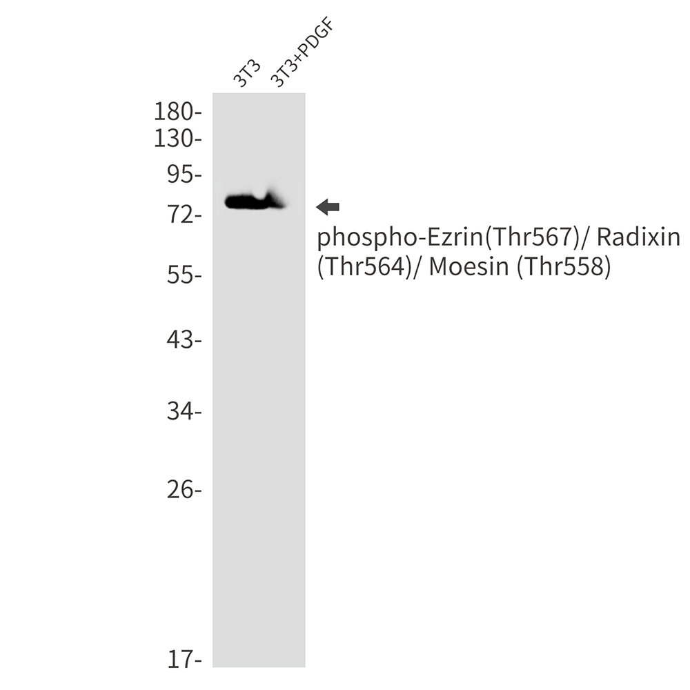 1 - Phospho-Ezrin/Radixin/Moesin (Thr567/Thr564/Thr558) Rabbit mAb AP76338