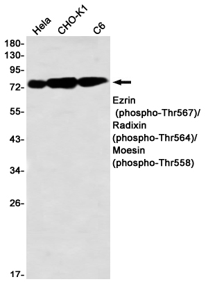 2 - Phospho-Ezrin/Radixin/Moesin (Thr567/Thr564/Thr558) Rabbit mAb AP76338