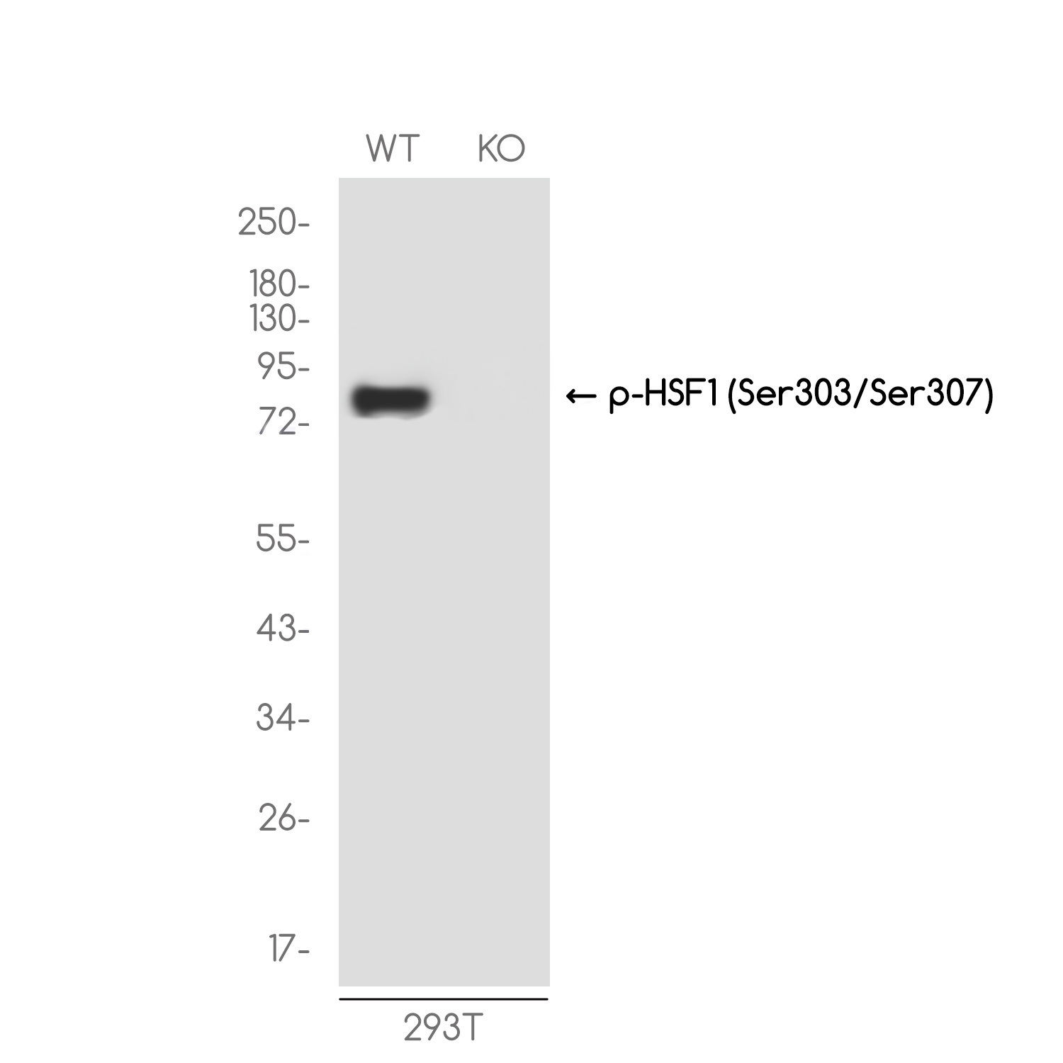 1 - [KO]Phospho-HSF1 (Ser303/Ser307) Rabbit mAb AP76345