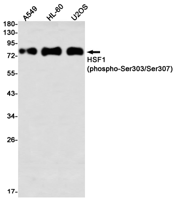 2 - [KO]Phospho-HSF1 (Ser303/Ser307) Rabbit mAb AP76345
