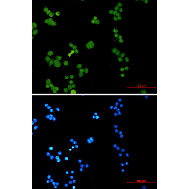 1 - Phospho-MCM2 (Ser27) Rabbit mAb AP76348