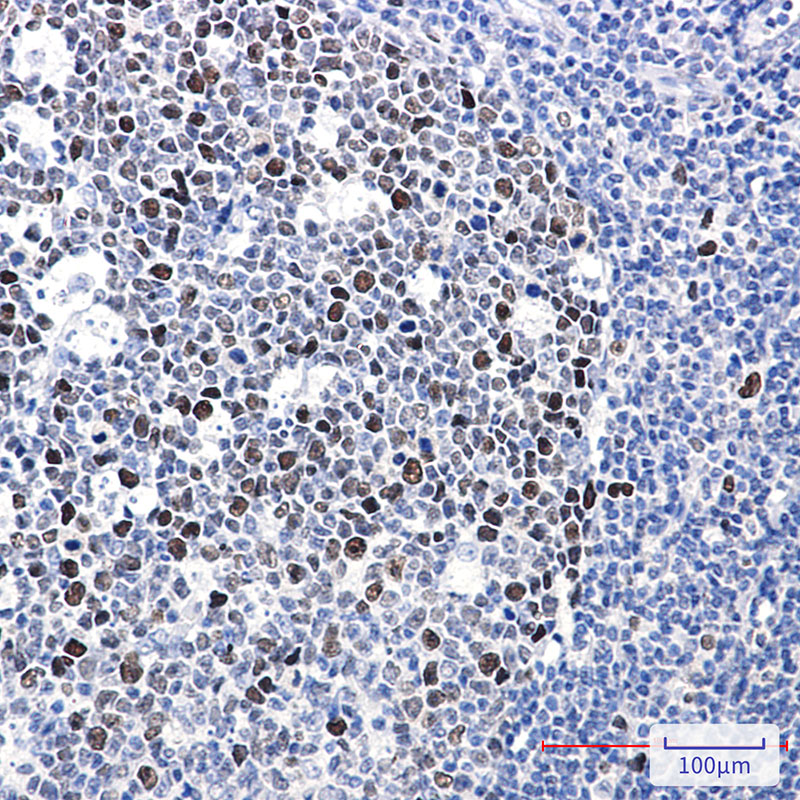 2 - Phospho-MCM2 (Ser40) Rabbit mAb AP76349