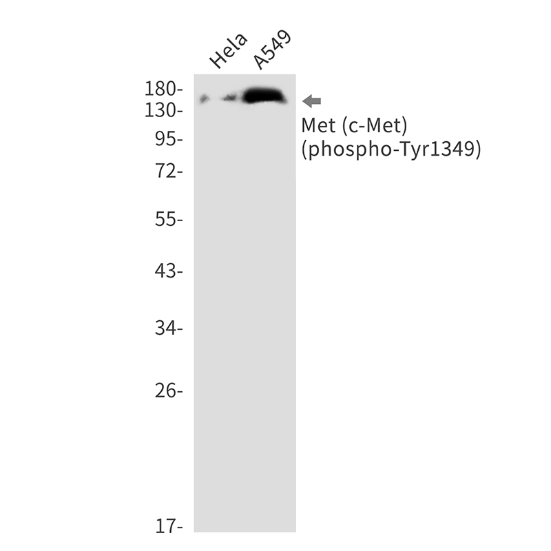 1 - Phospho-c-Met (Tyr1349) Rabbit mAb AP76350