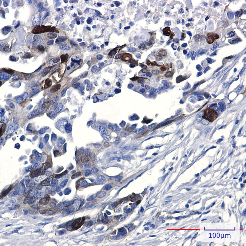 0 - [KO]Phospho-NDRG1 (Ser330) Rabbit mAb AP76352