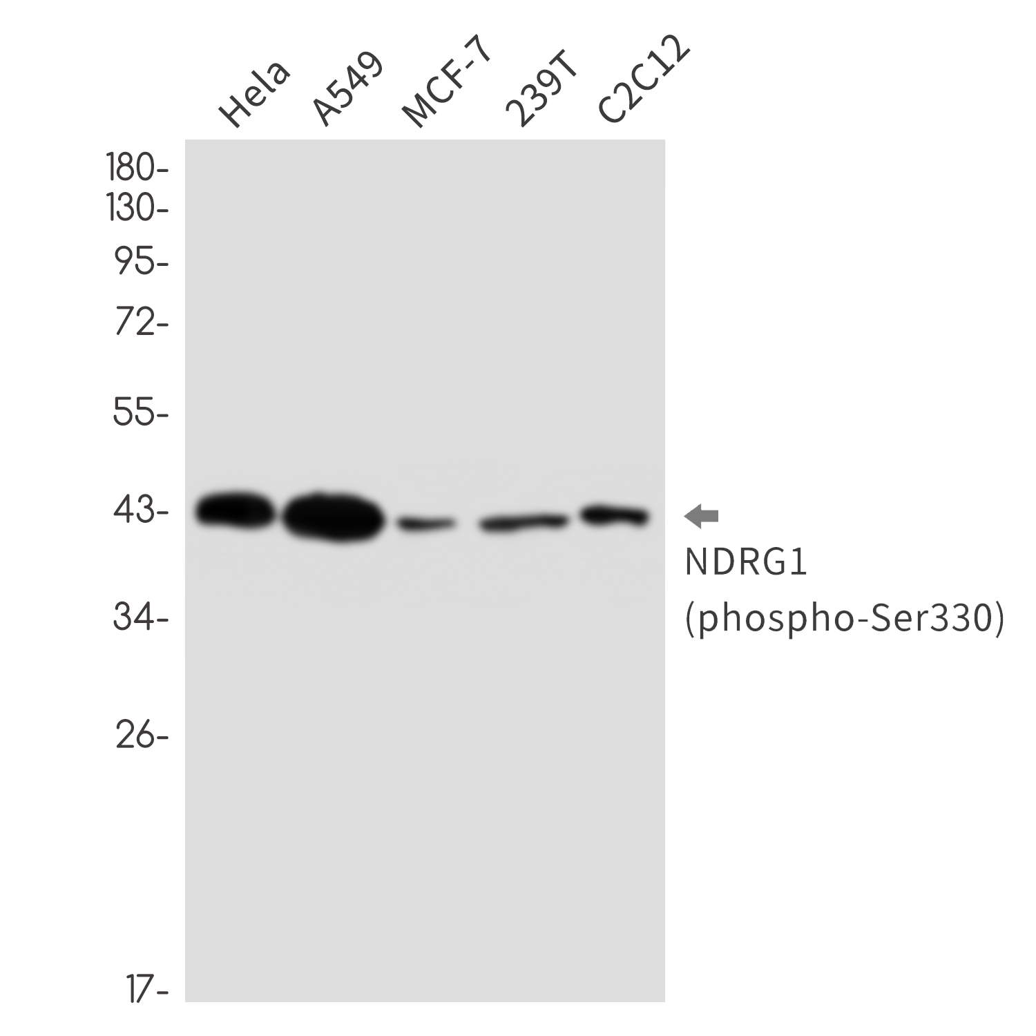 0 - [KO]Phospho-NDRG1 (Ser330) Rabbit mAb AP76352