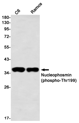 1 - Phospho-Nucleophosmin (Thr199) Rabbit mAb AP76353