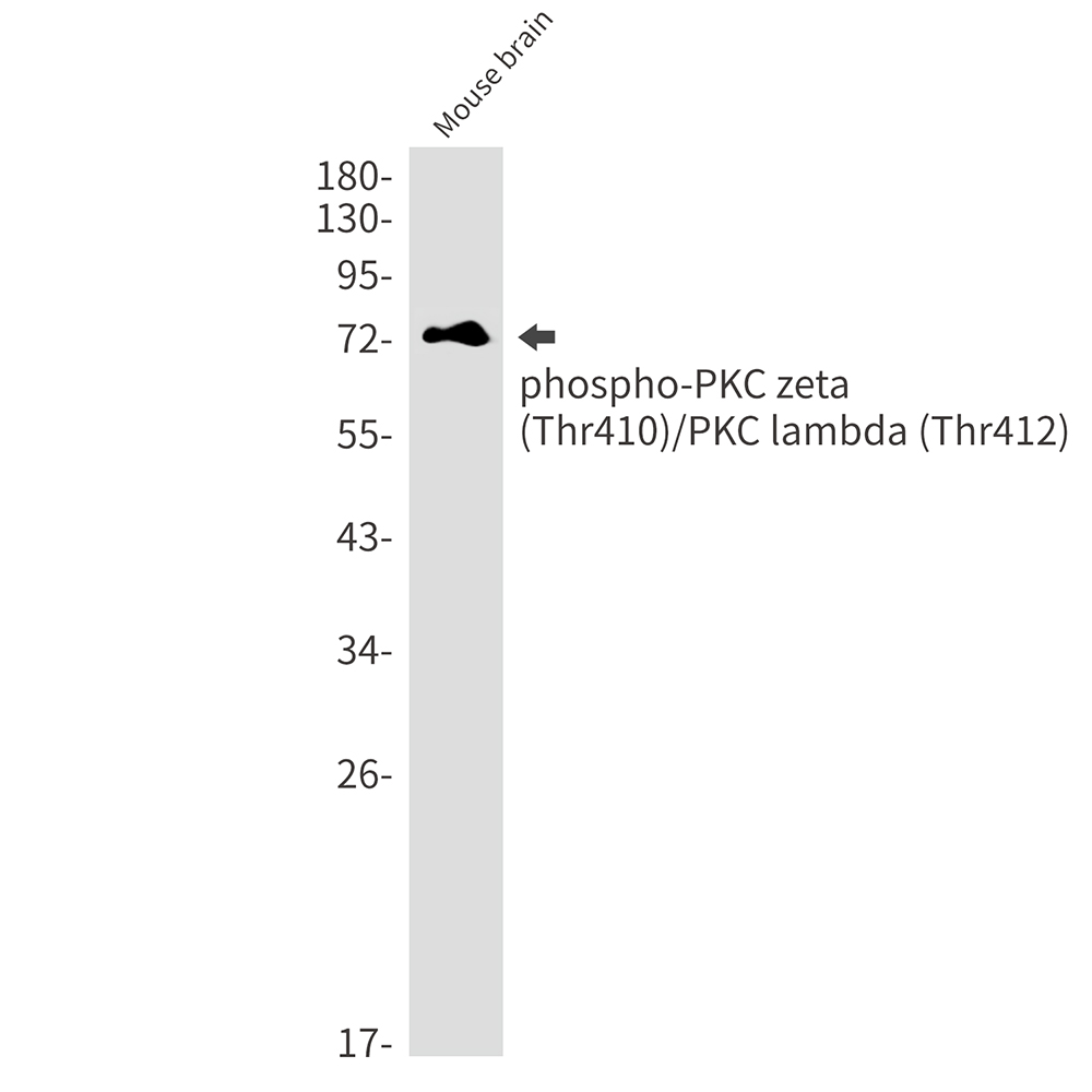 1 - Phospho-PKC zeta/lambda (Thr410/Thr412) Rabbit mAb AP76357
