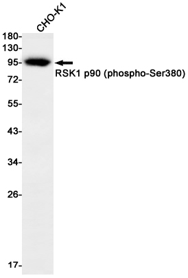1 - Phospho-RSK1 p90 (Ser380) Rabbit mAb AP76365