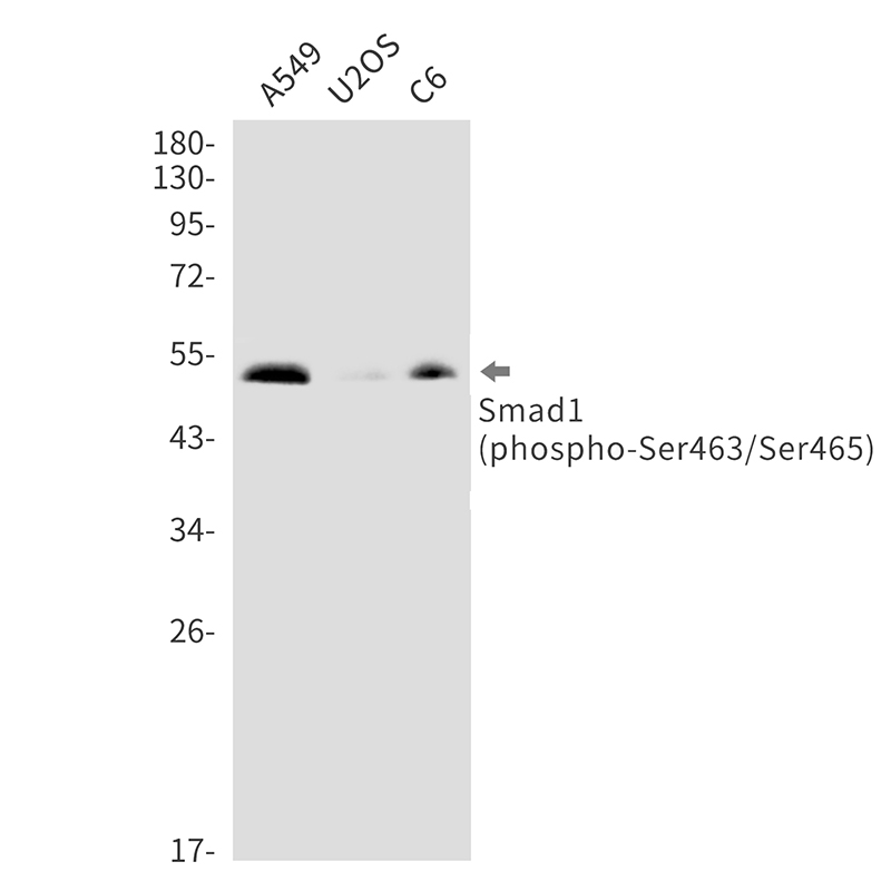 1 - Phospho-Smad1 (Ser463/Ser465) Rabbit mAb AP76366