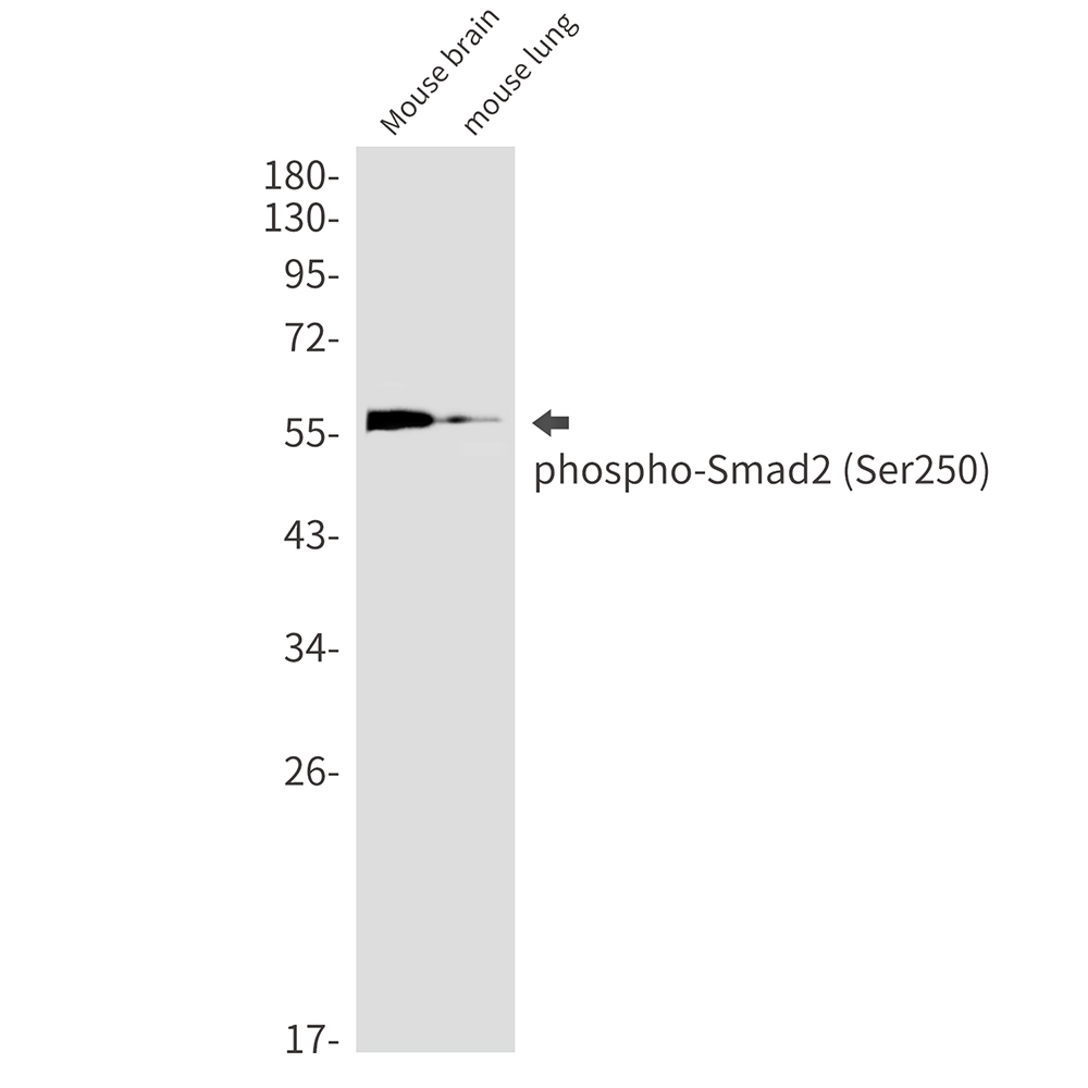 1 - Phospho-Smad2 (Ser250) Rabbit mAb AP76367