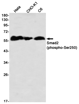 4 - Phospho-Smad2 (Ser250) Rabbit mAb AP76367