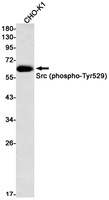 8 - Phospho-Src (Tyr529) Rabbit mAb AP76368