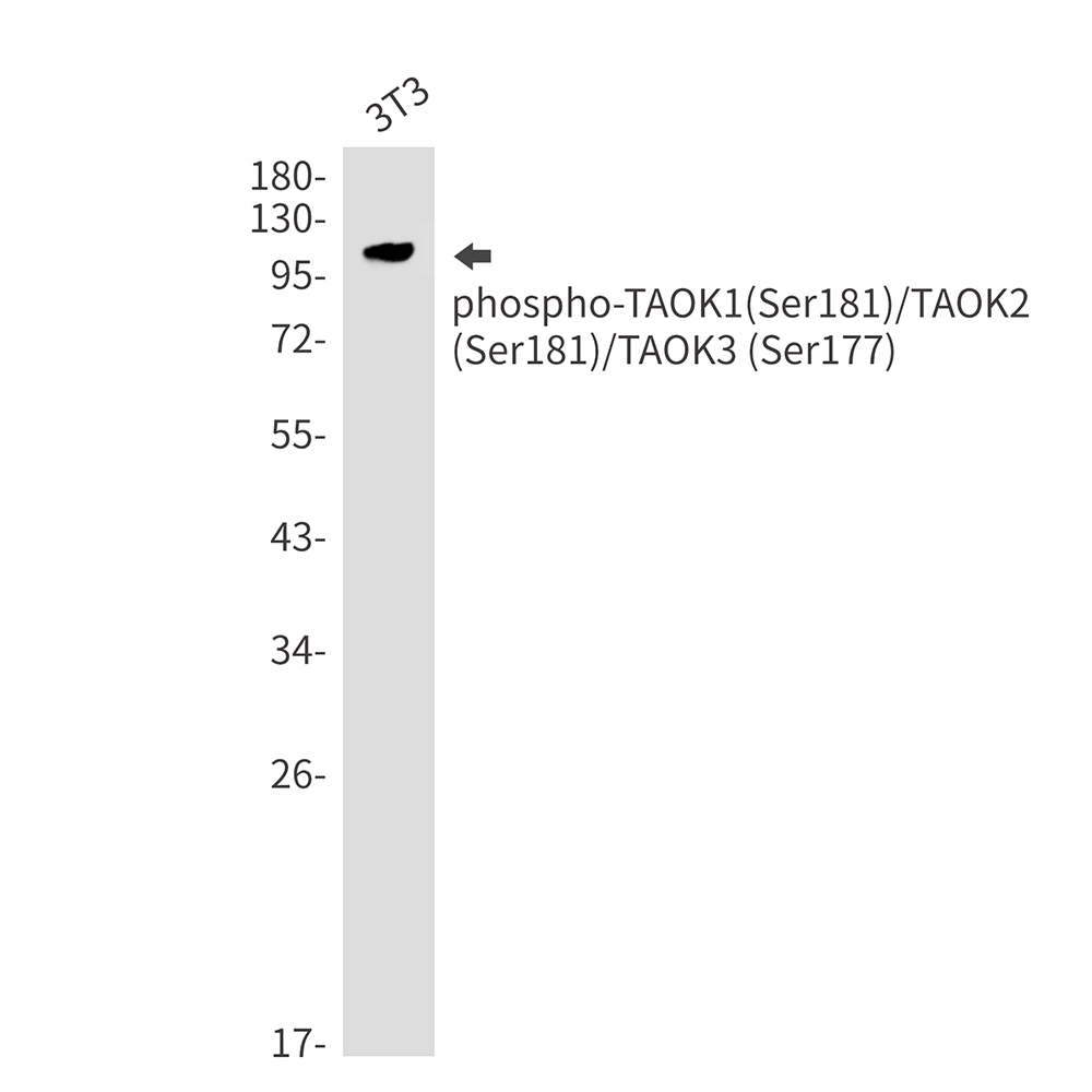 1 - Phospho-TAOK1/2/3 (Ser181/Ser181/Ser177) Rabbit mAb AP76369