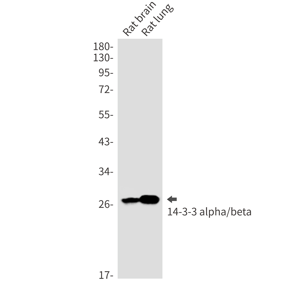 1 - 14-3-3 alpha/beta Rabbit mAb AP76371