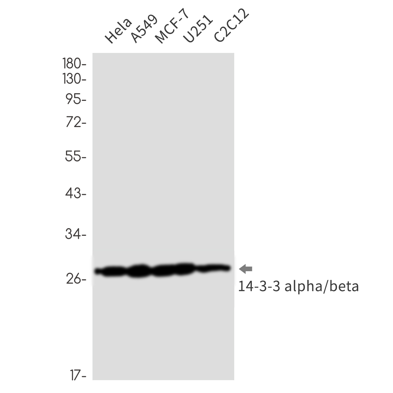 0 - 14-3-3 alpha/beta Rabbit mAb AP76371