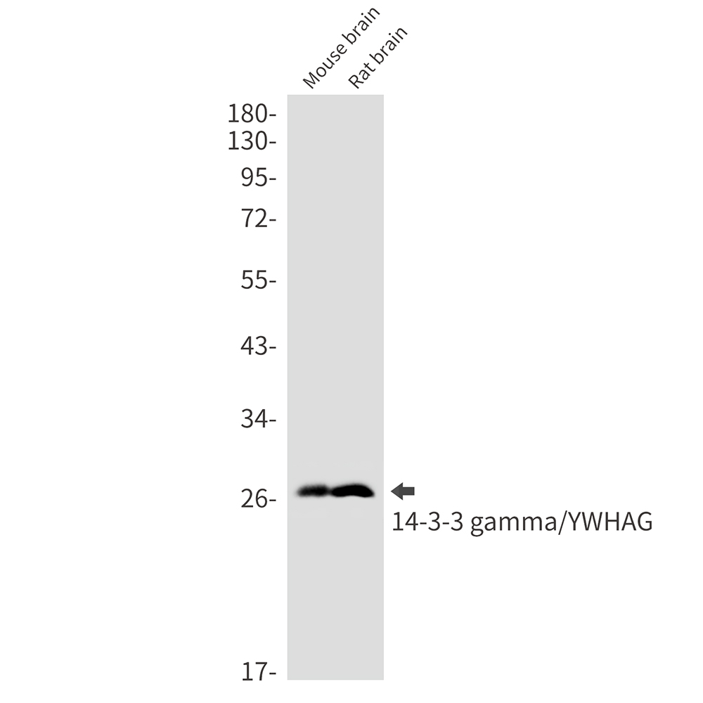 1 - 14-3-3 gamma/YWHA Rabbit mAb AP76372