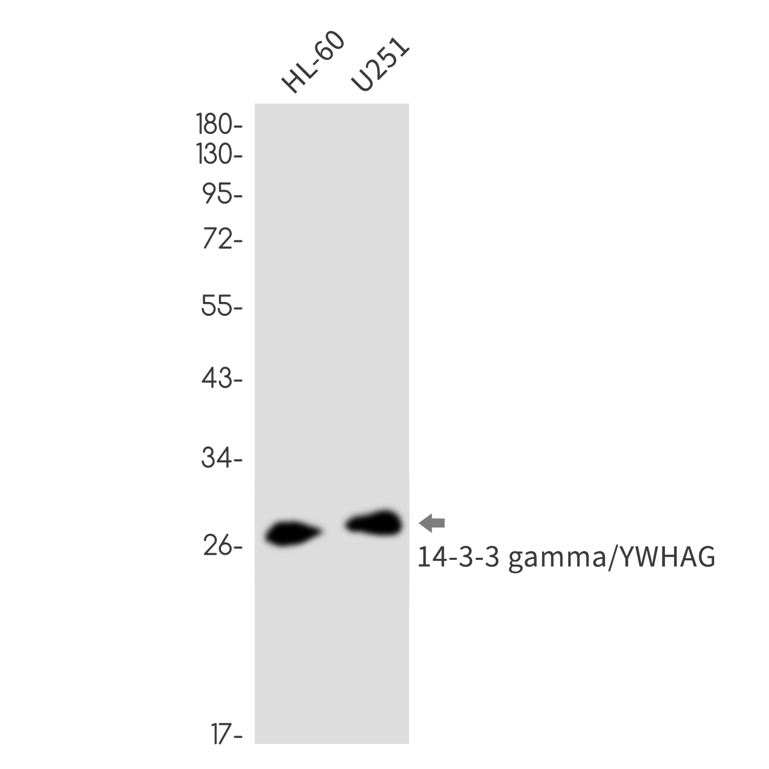 0 - 14-3-3 gamma/YWHA Rabbit mAb AP76372