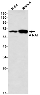 1 - A-Raf  Rabbit mAb AP76374