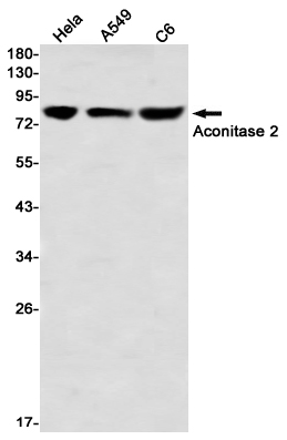 8 - Aconitase 2 Rabbit mAb AP76376