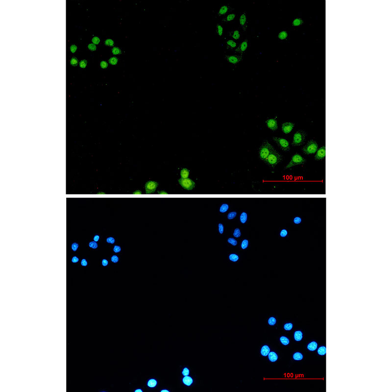0 - AKAP95 Rabbit mAb AP76384