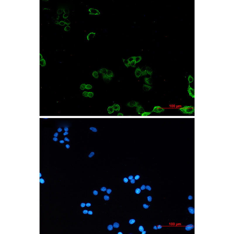 2 - AMPK gamma 1 Rabbit mAb AP76387