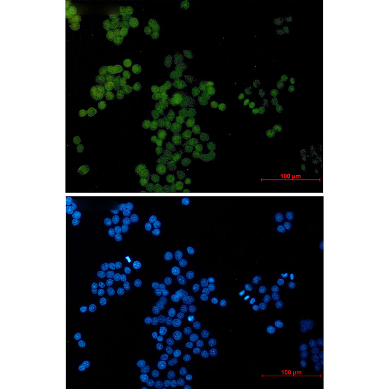 1 - AP2 gamma/TFAP2C Rabbit mAb AP76391