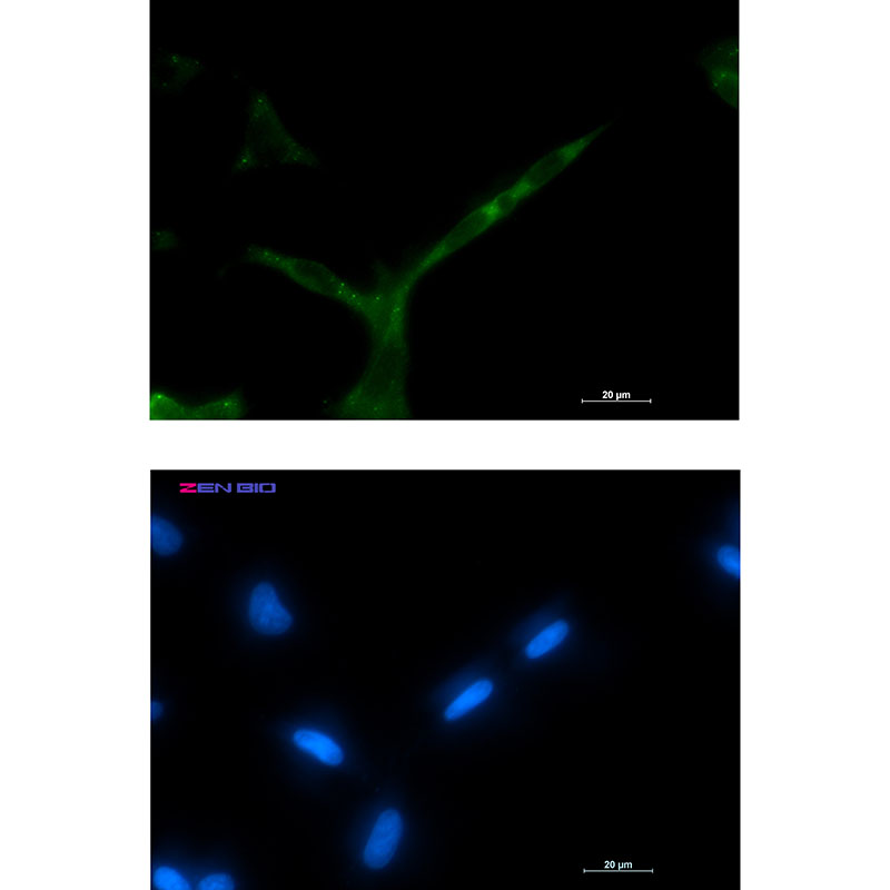 1 - APC Rabbit mAb AP76392