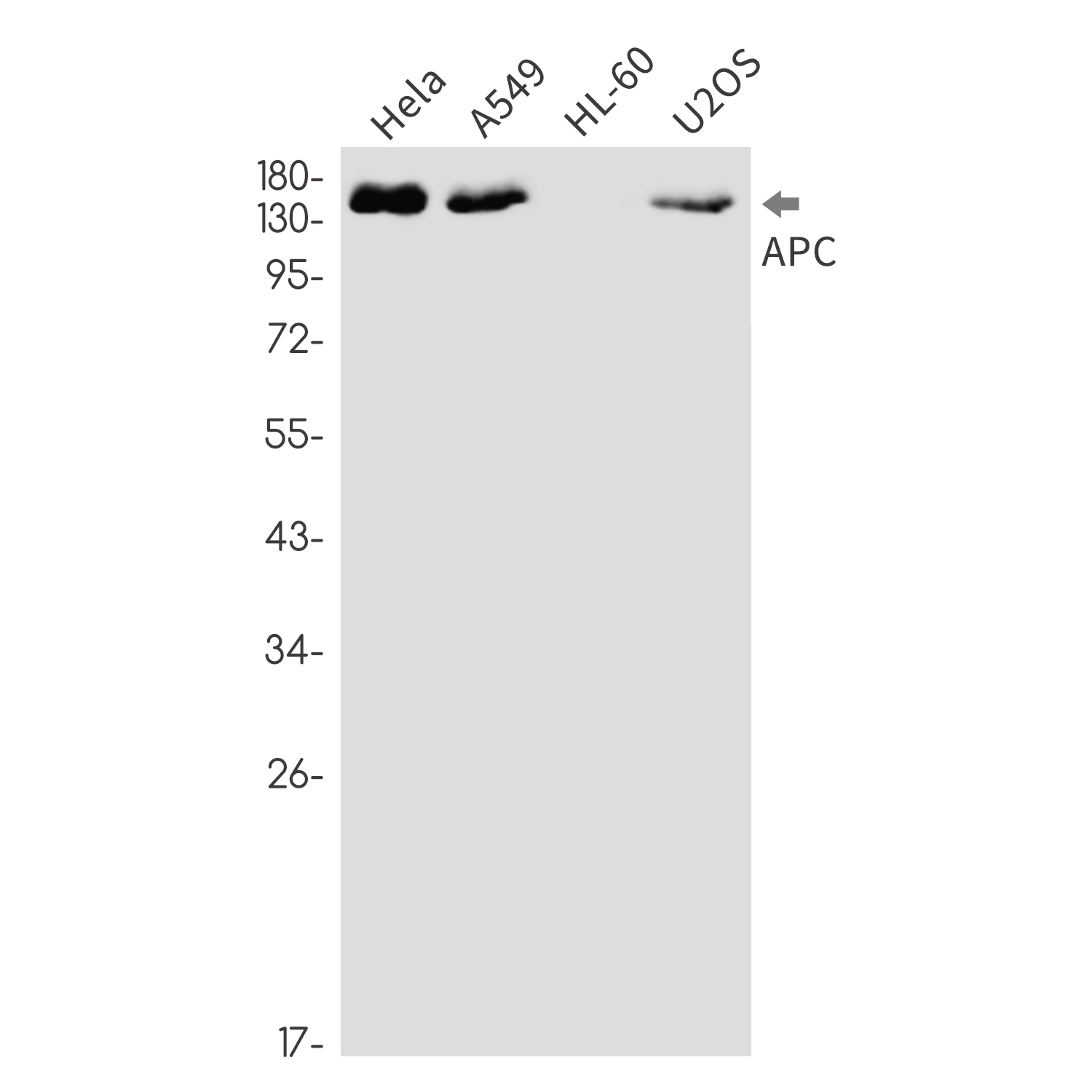 3 - APC Rabbit mAb AP76392