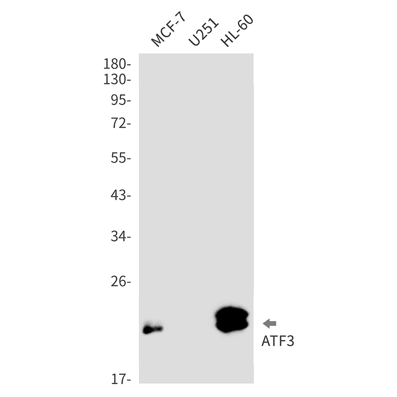 1 - ATF3 Rabbit mAb AP76396