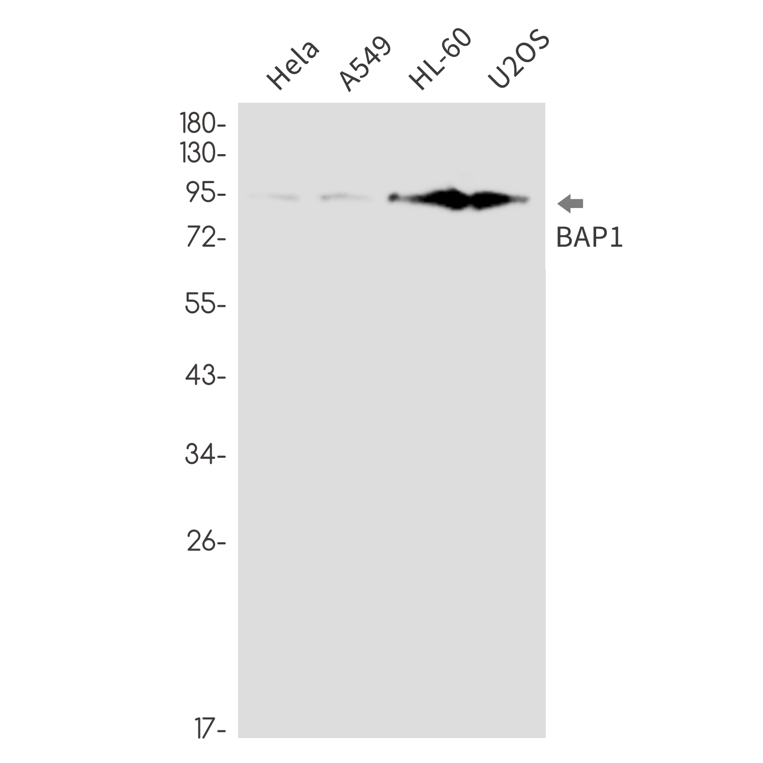 1 - BAP1 Rabbit mAb AP76400