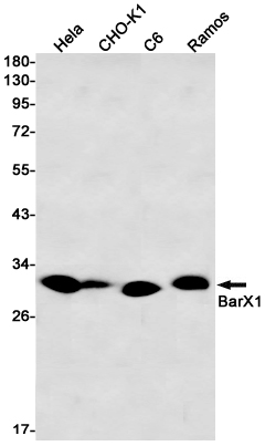 1 - BARX1 Rabbit mAb AP76401