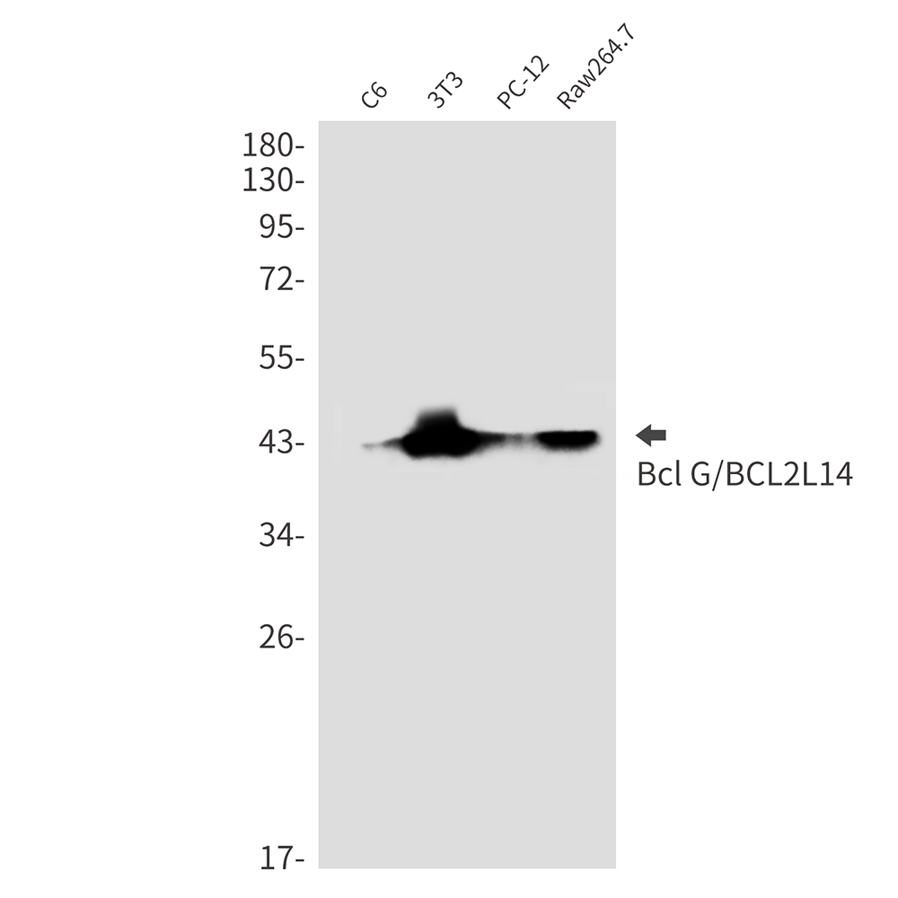 1 - BCL2L14/BCLG Rabbit mAb AP76403