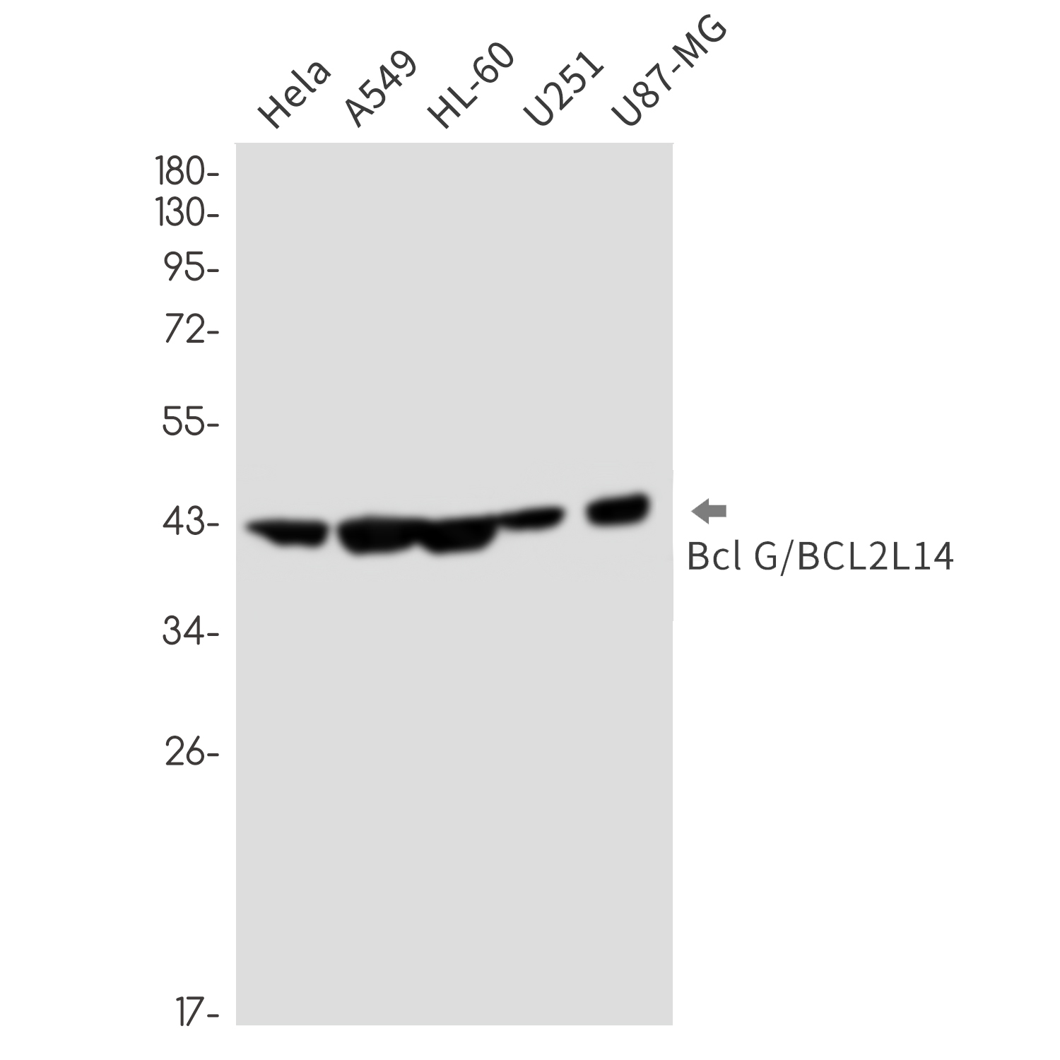 2 - BCL2L14/BCLG Rabbit mAb AP76403