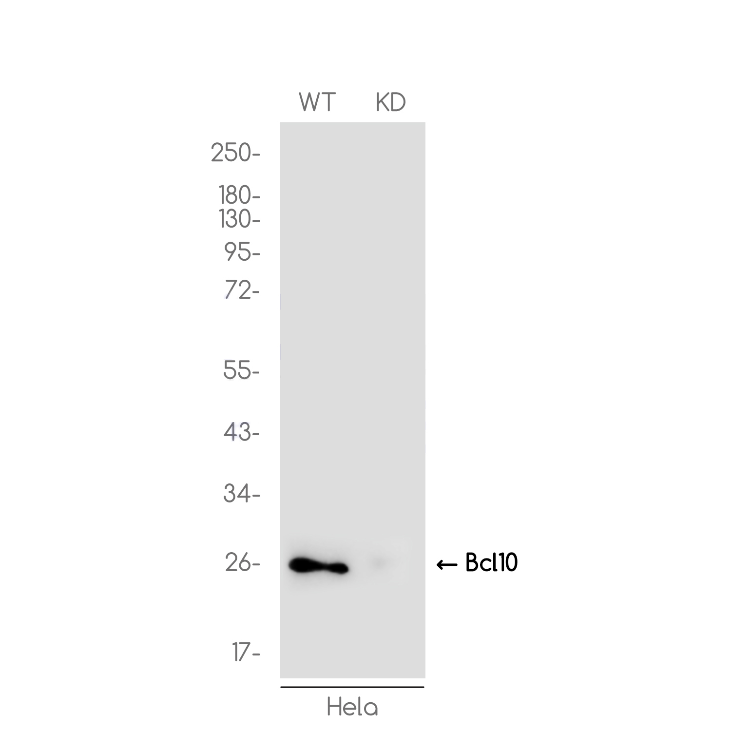 1 - [KD]Bcl 10 Rabbit mAb AP76405