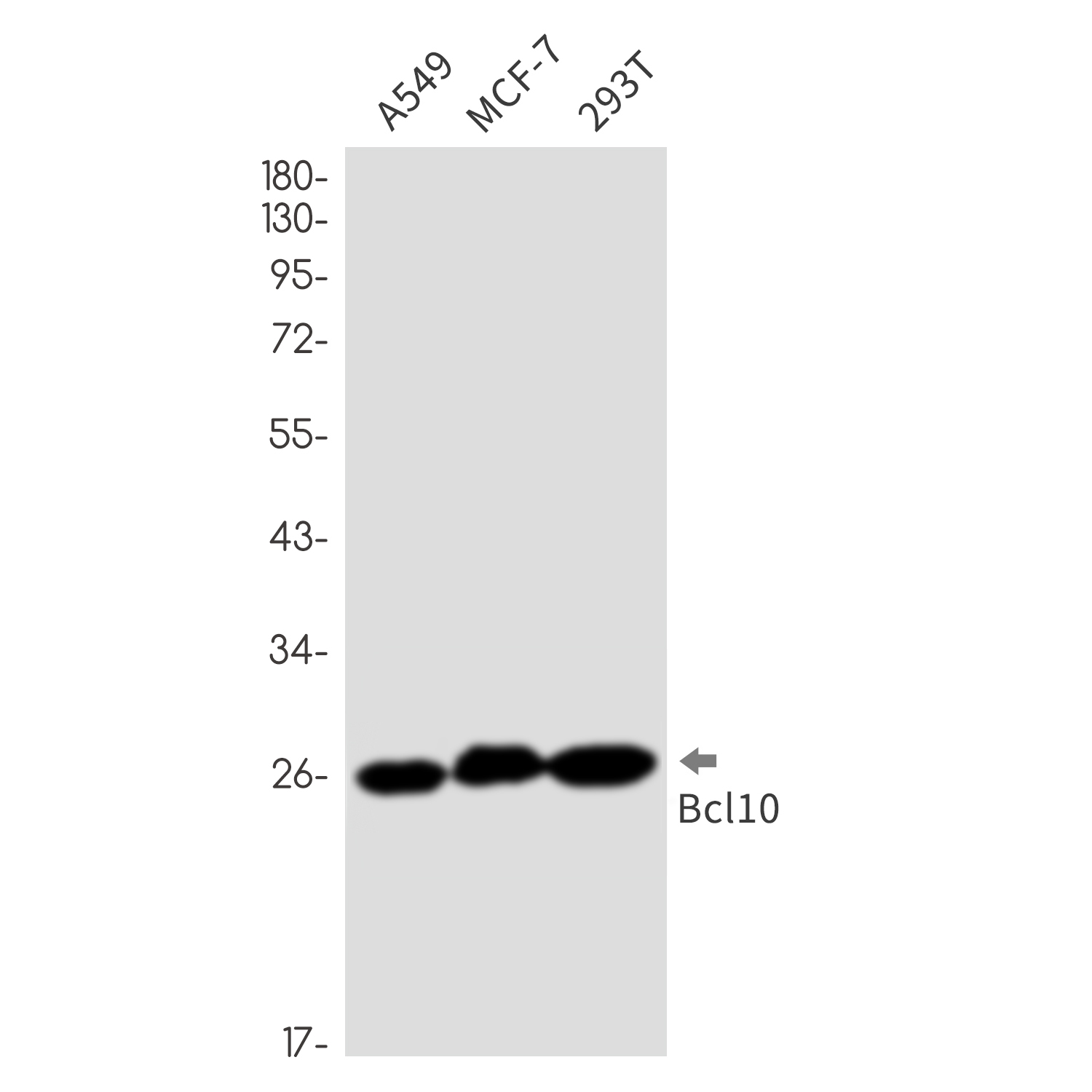 8 - [KD]Bcl 10 Rabbit mAb AP76405