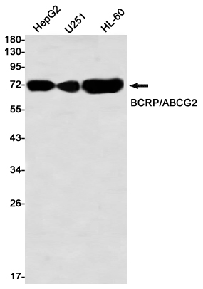 1 - ABCG2 Rabbit mAb AP76407