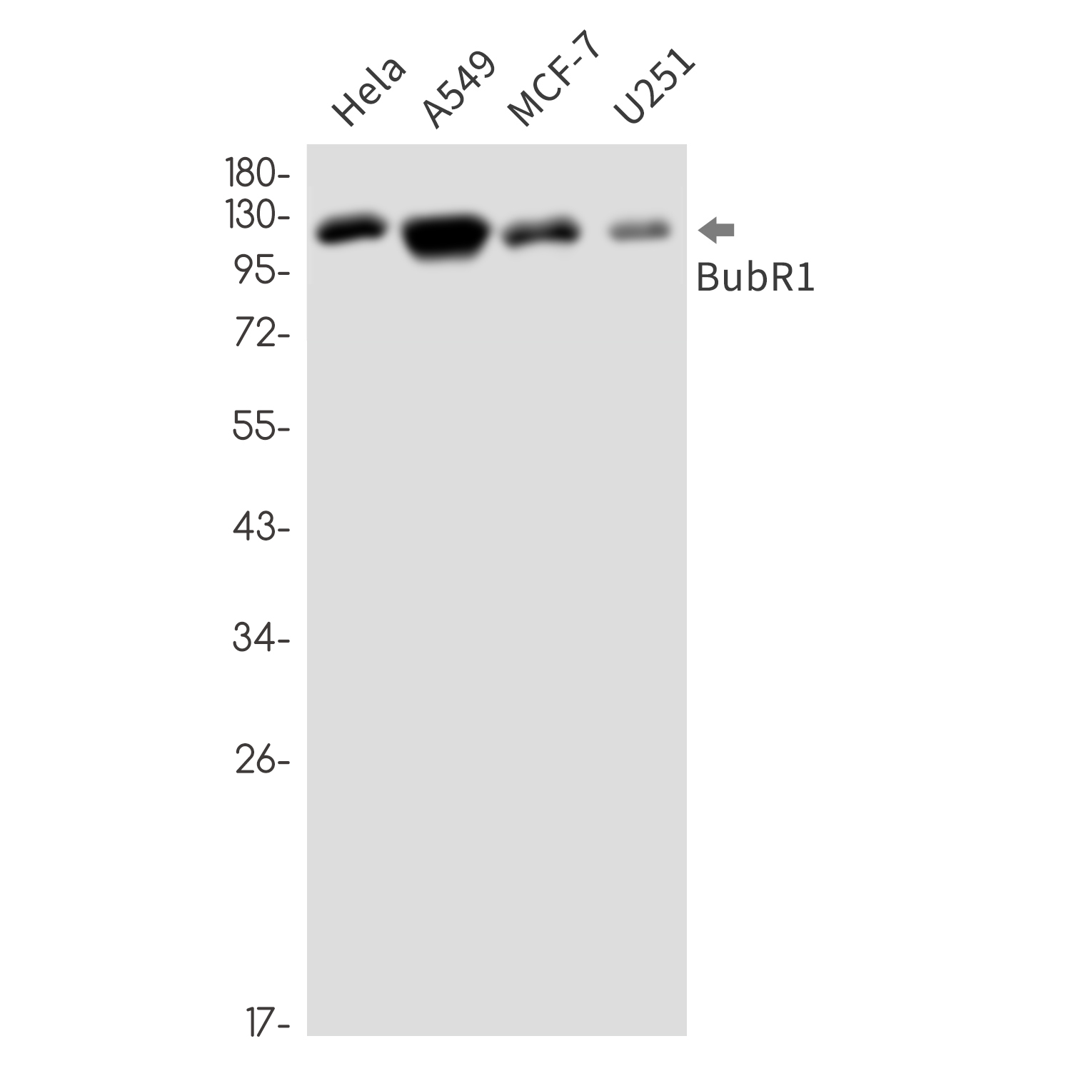 1 - BubR1 Rabbit mAb AP76412