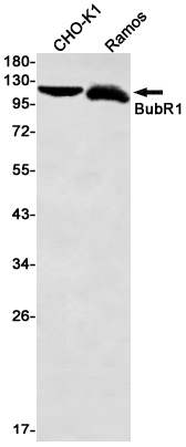1 - BubR1 Rabbit mAb AP76413