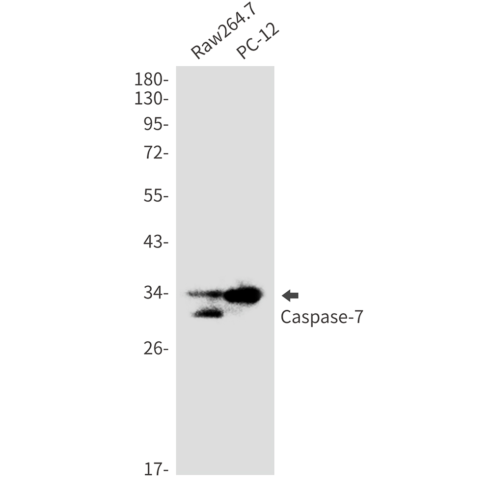 1 - Caspase 7 Rabbit mAb AP76422