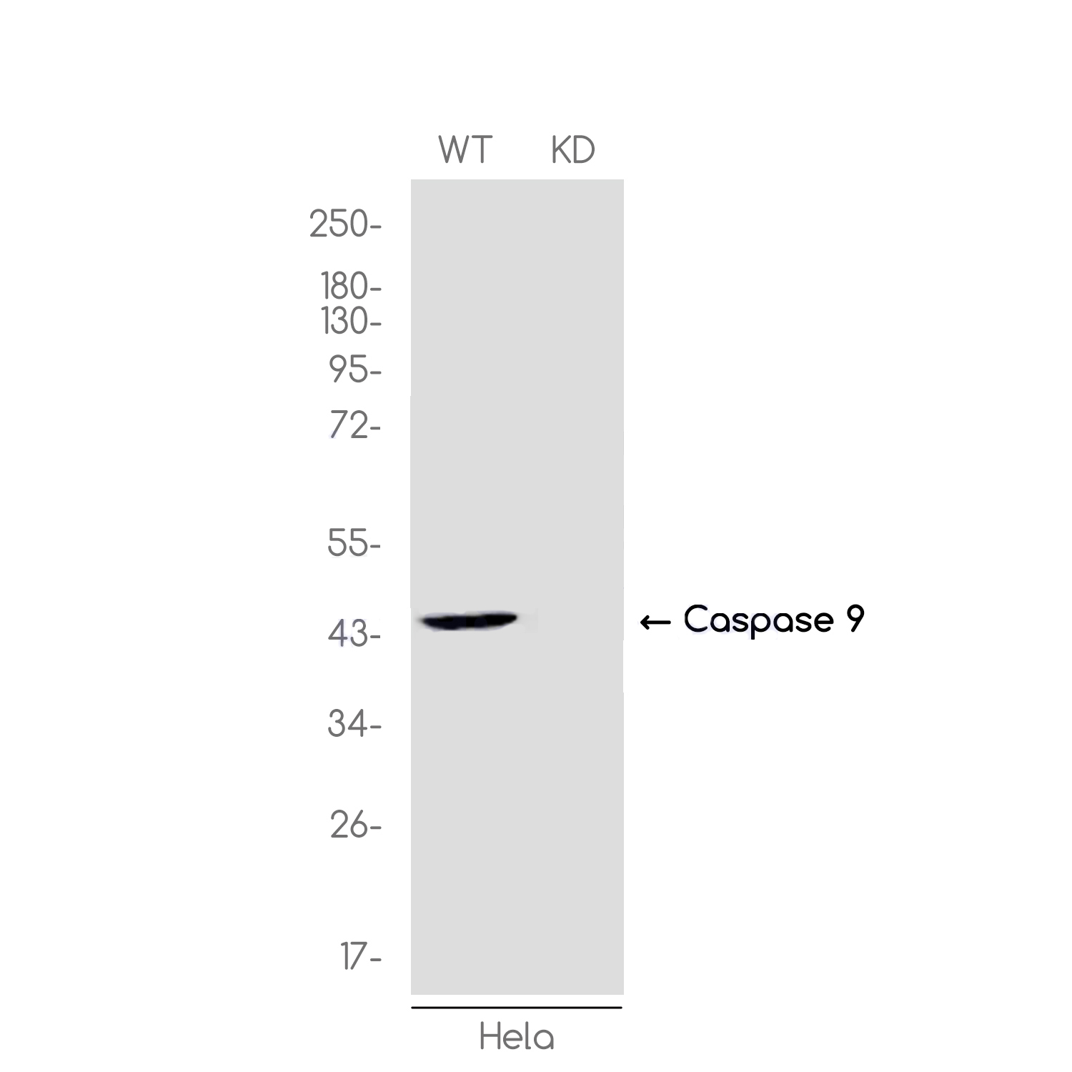 1 - [KD]Caspase 9 Rabbit mAb AP76423