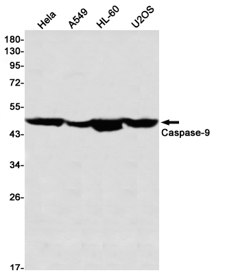 2 - [KD]Caspase 9 Rabbit mAb AP76423