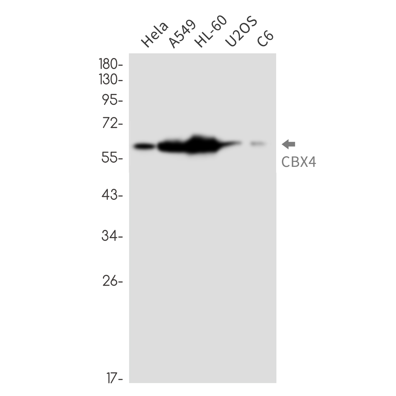 2 - CBX4 Rabbit mAb AP76424