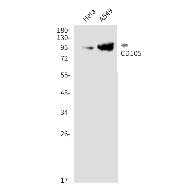 1 - CD105 Rabbit mAb AP76426