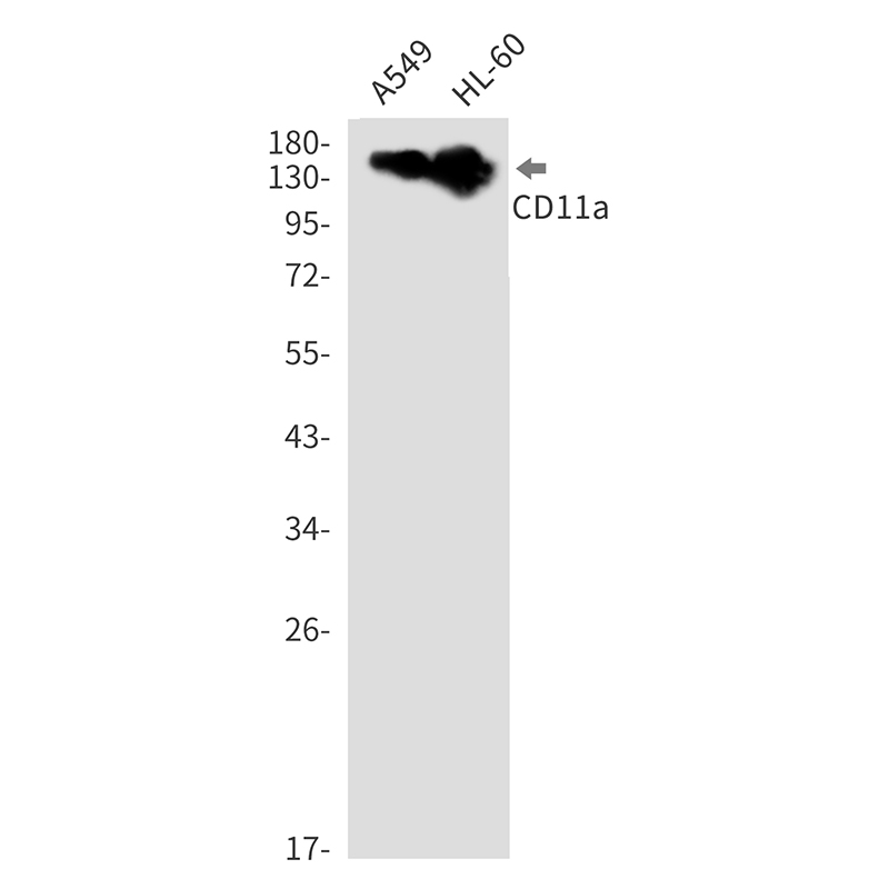 2 - CD11a Rabbit mAb AP76427