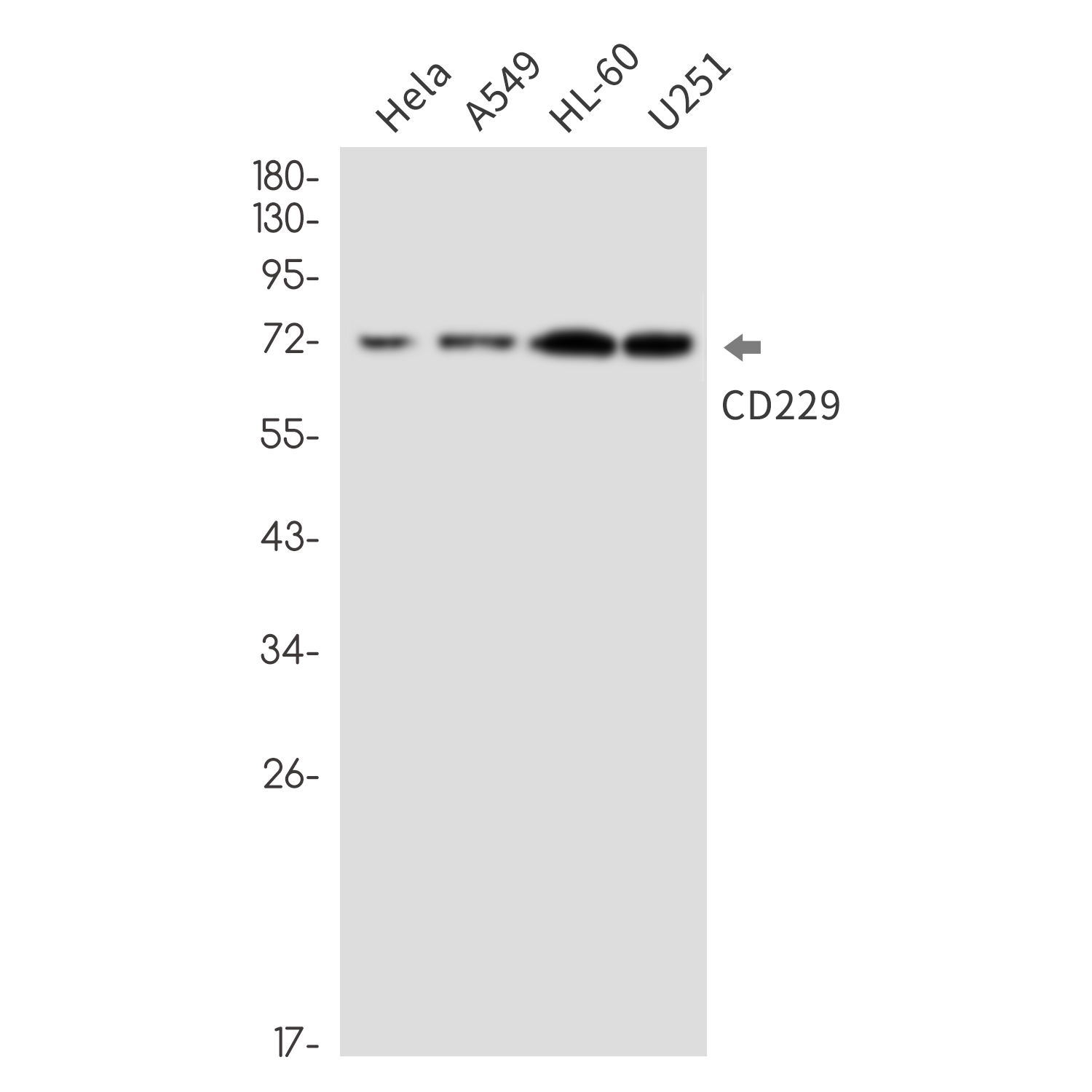 1 - CD229 Rabbit mAb AP76428