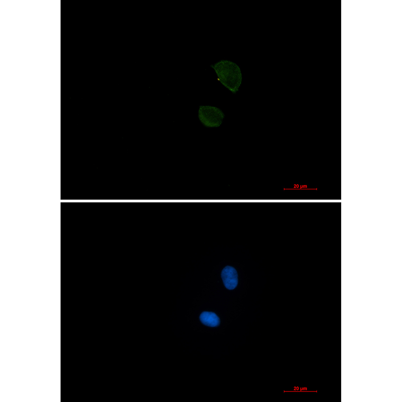 1 - CD99 Rabbit mAb AP76430